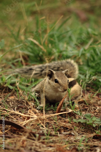 squirrel in the grass