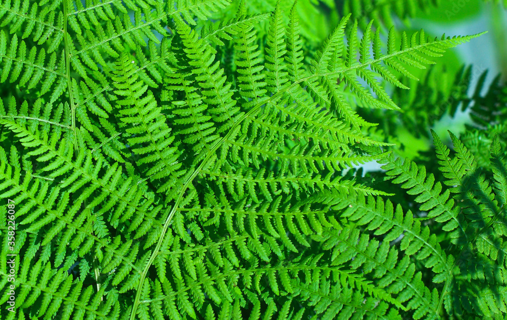 Fern leaves close up. Nature background. Tropical forest. Botanical concept.