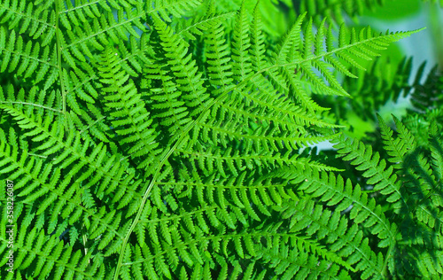 Fern leaves close up. Nature background. Tropical forest. Botanical concept.
