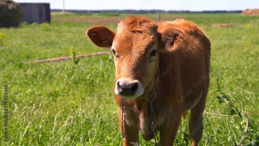 Beautiful brown young bull is grazing in a meadow. The bull looks at the camera. Symbol of the year 2021 in the Eastern Chinese calendar Beautiful brown young bull is grazing in a meadow. The bull looks at the camera. Symbol of the year 2021 in the Eastern Chinese calendar
