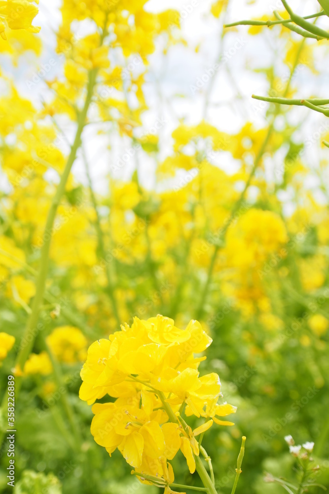 Obraz premium OLYMPUS DIGITAL CAMERA