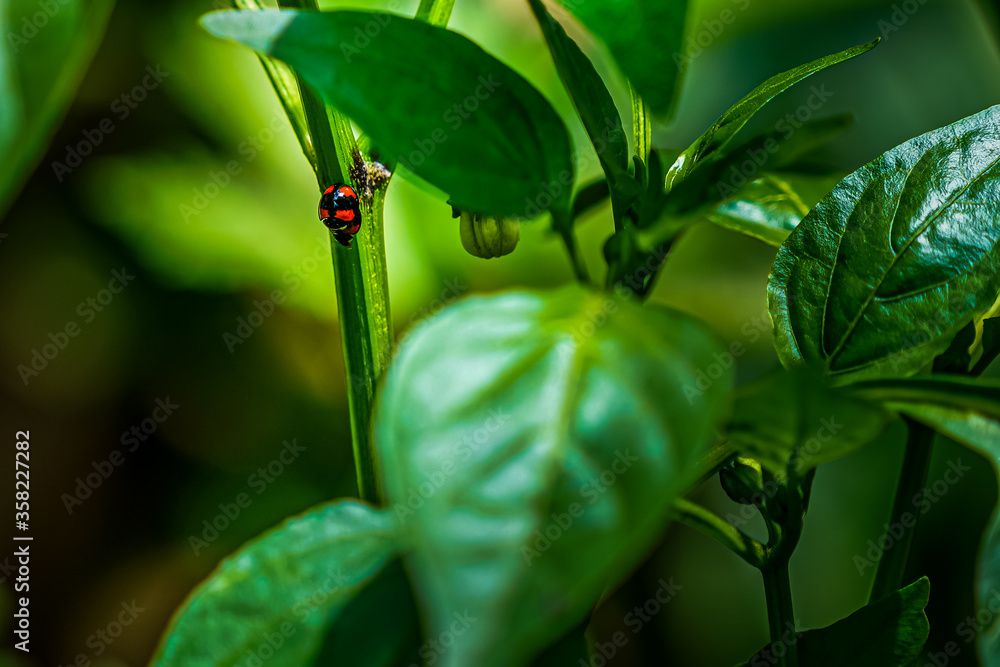 Beautiful closeup macro look of two ladybugs having intercourse Beautiful closeup macro look of two ladybugs having intercourse
