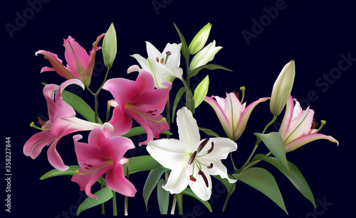 group of light and dark pink lily flowes on black
