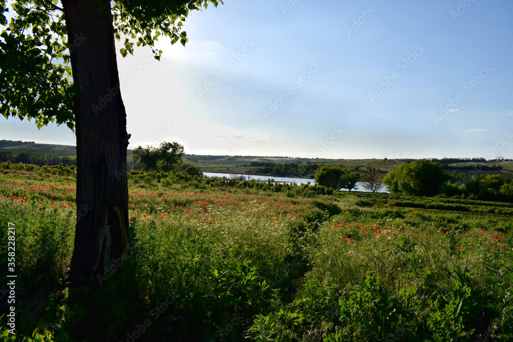 Landscape with a field of blooming poppies.