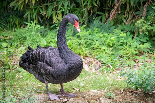 A black swan with a red beak stands on the bank of a pond.