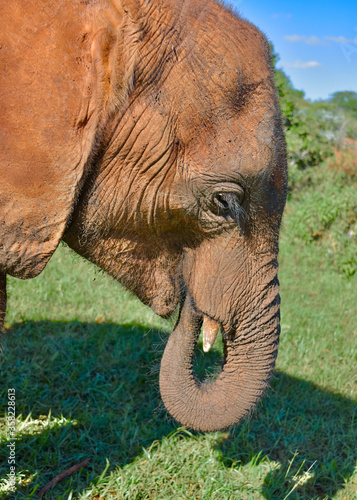 Closeup of baby elephant with trunk in his mouth.  Loxodonta africana   Nairobi  Kenya