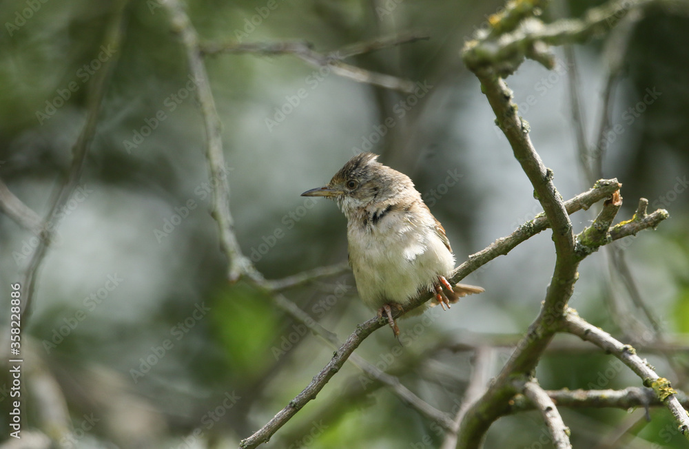A Whitethroat, Sylvia communis, perching on a branch of a tree. It is watching over its babies that are perching nearby. A Whitethroat, Sylvia communis, perching on a branch of a tree. It is watching over its babies that are perching nearby.