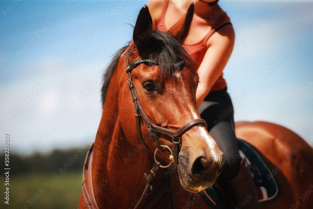 Obraz premium Horse in head portraits with rider against a blue sky. Horse looks to the left..
