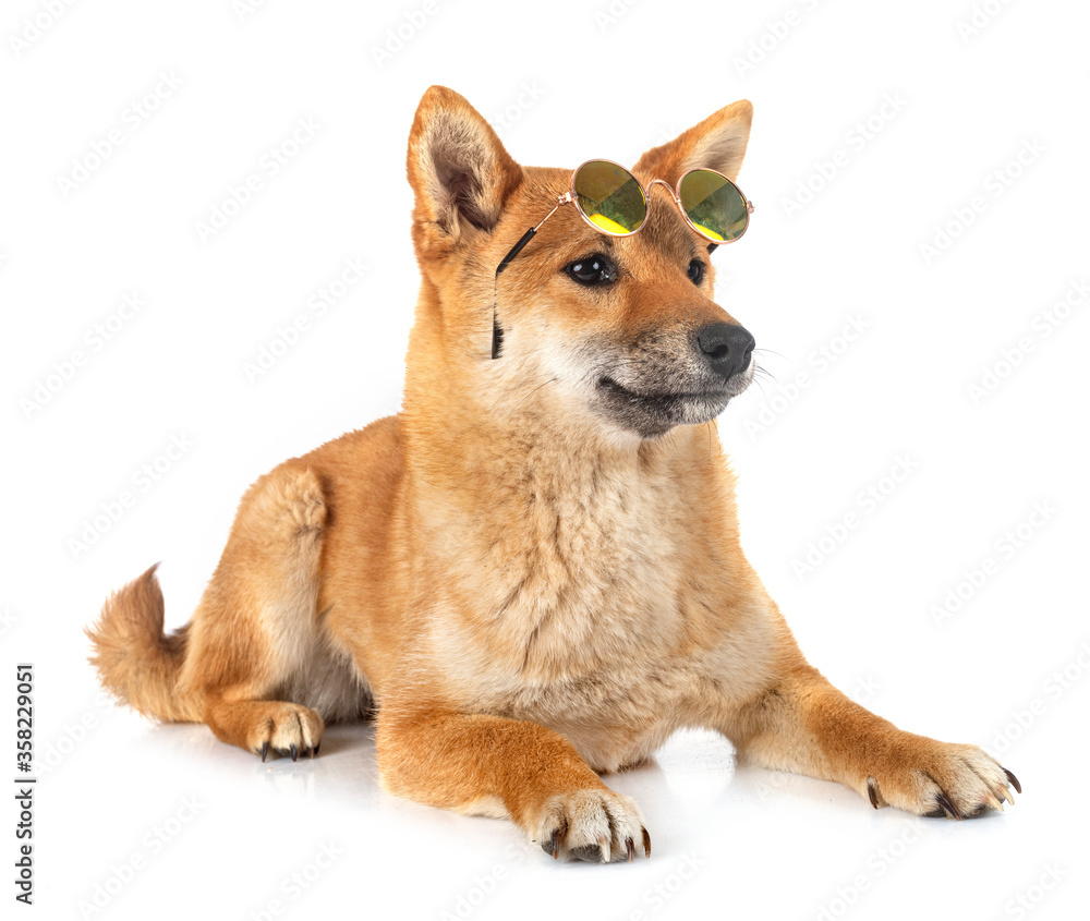 shiba inu in studio