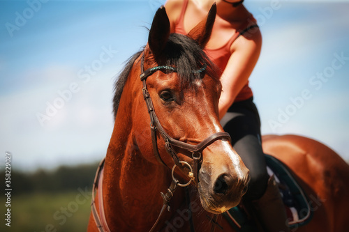 Horse in head portraits with rider against a blue sky. Horse looks to the left..