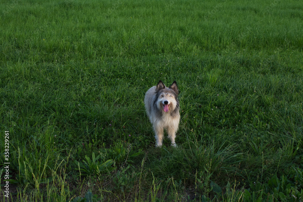 little dog in the middle of a land little dog in the middle of a land