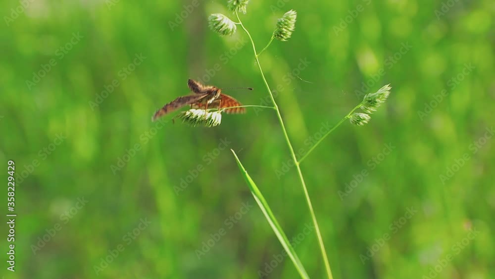 Mating games of butterflies against the background of bright forest greenery. Close up (29 fps) Mating games of butterflies against the background of bright forest greenery. Close up (29 fps)