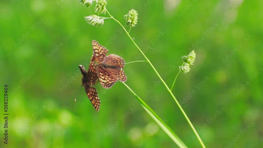 Mating games of butterflies against the background of bright forest greenery (2). Close up (29 fps) Mating games of butterflies against the background of bright forest greenery (2). Close up (29 fps)