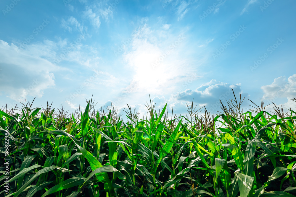 Corn planted in corn field and blue sky. Corn planted in corn field and blue sky.