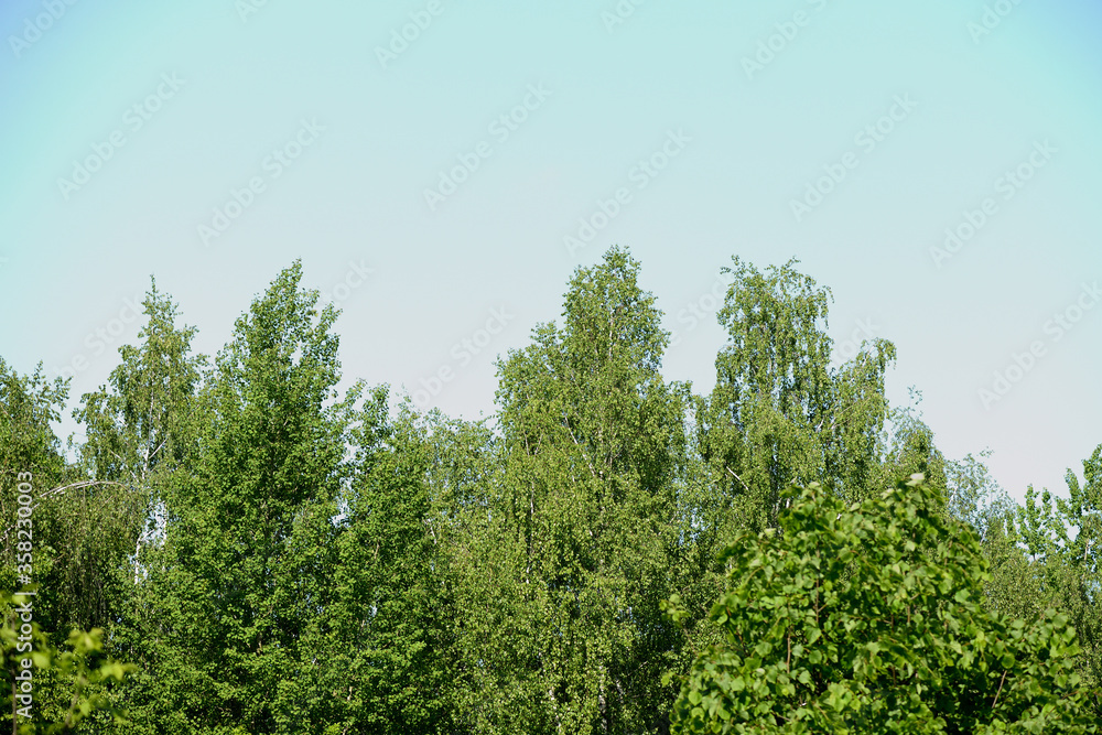 The tops of the trees against the blue sky on a sunny day. Natural summer background