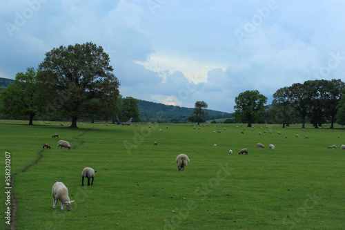 sheep in the field in England on a farm on a great stormy day 