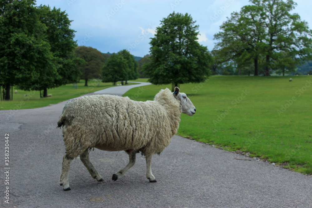 sheep walking on a road sheep walking on a road