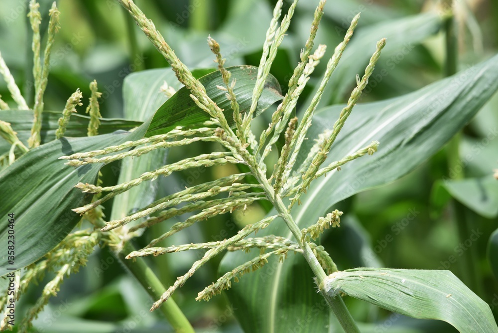 The corn cultivation / Poaceae grain corn can be harvested in about 90 days after sowing. The corn cultivation / Poaceae grain corn can be harvested in about 90 days after sowing.