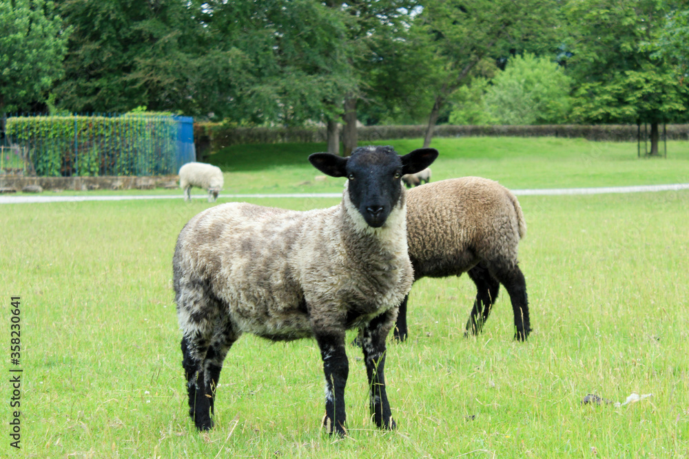 A beautiful black and white sheep, lamb with more sheep in the background taken on a farm in summer A beautiful black and white sheep, lamb with more sheep in the background taken on a farm in summer