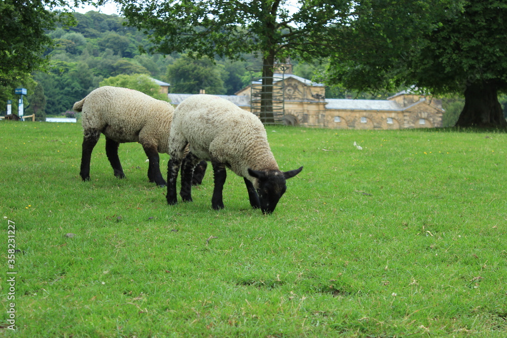 Obraz premium 2 sheep in the field in the Derbyshire Dales, England in summer 