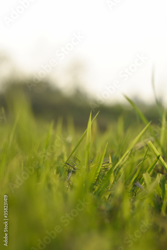 closeup of a organic green grass with shallow depth of field, Indian Nature 