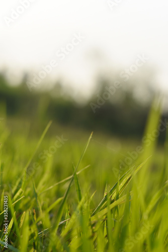 closeup of a organic green grass with shallow depth of field, Indian Nature 