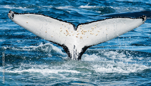 Humpback whale feeding on krill, Atlantic Ocean, South Africa. photo