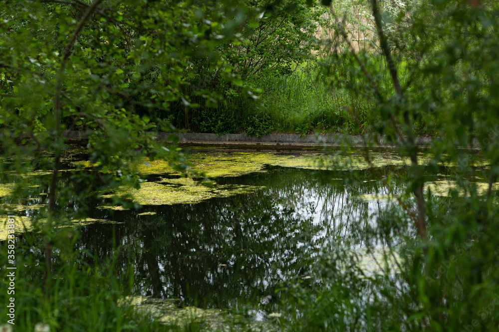 green swamp in summer time at amager fælled green swamp in summer time at amager fælled