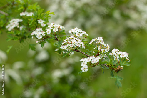 branch with nice white flowers on it