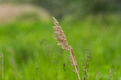 grass straw brown 