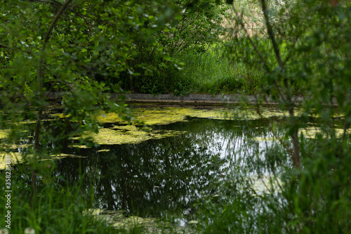 green swamp in summer time at amager fælled