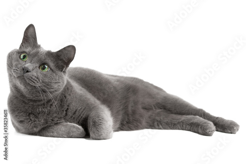 Gray cat with green eyes, Russian blue cat
