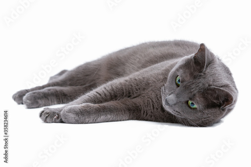 Gray cat with green eyes, Russian blue cat