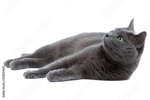 Gray cat with green eyes, Russian blue cat