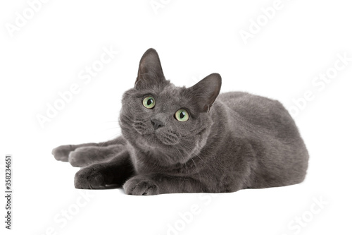 Gray cat with green eyes, Russian blue cat