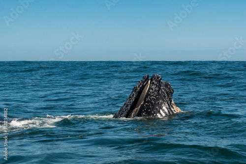 Humpback whale feeding on krill, Atlantic Ocean, South Africa. © wildestanimal