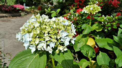 Wallpaper Mural 한국 제주도 수국 꽃 Torontodigital.ca