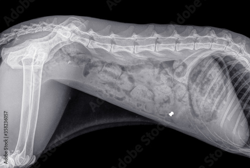 X-ray of a cat shot with an airgun bullet. The bullet is located in the front part of the abdomen. Side view, isolated on black photo