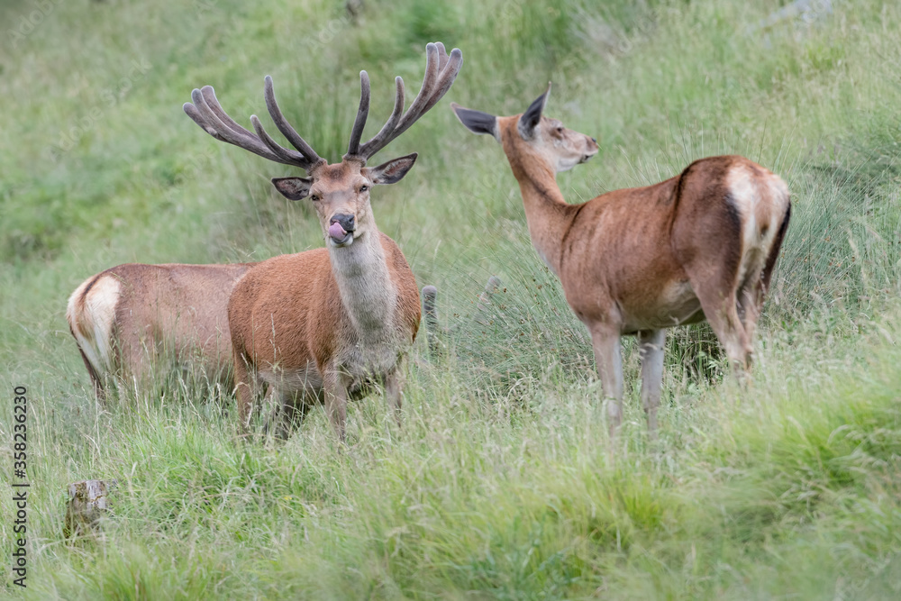Red deer male and female at grazing in Alps region (Cervus elaphus)