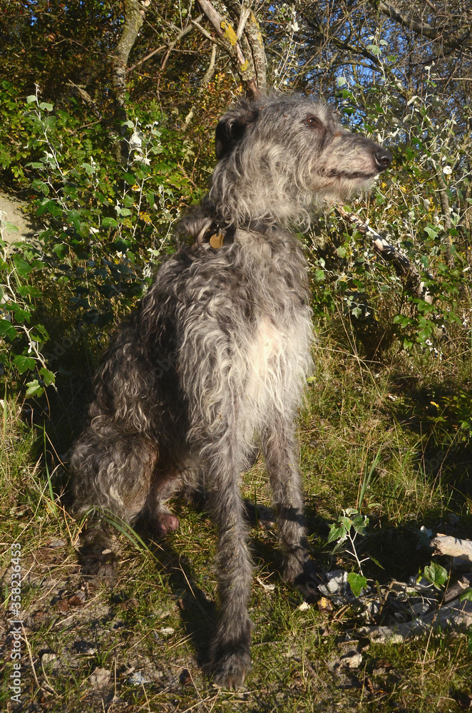 Scottish Deerhound sitting in sunlight.