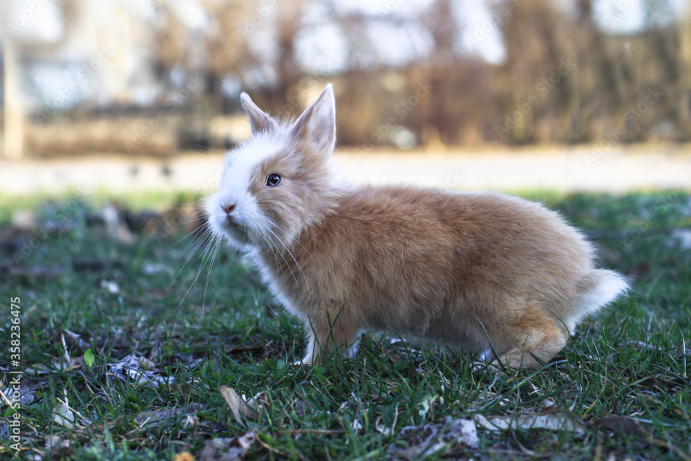 Beautiful decorative domestic rabbit on a meadow eats. A pet in the wild in the open air. Stock background for design Beautiful decorative domestic rabbit on a meadow eats. A pet in the wild in the open air. Stock background for design