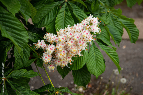 beautiful white and pink flowers with green leaves in the summer from the up down