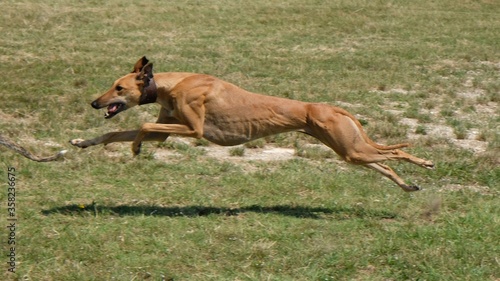 Greyhound is running in pursuit of a mechanical hare (rabbit), stretched leg