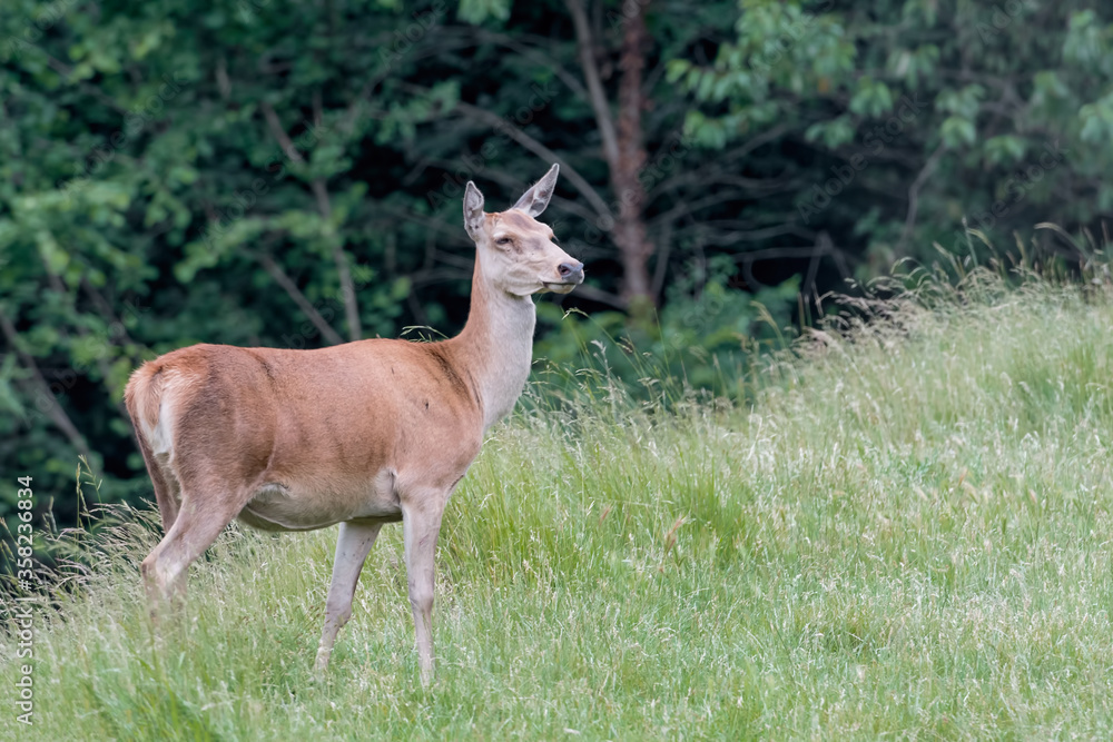 Red deer female at the edge of the forest (Cervus elaphus) Red deer female at the edge of the forest (Cervus elaphus)