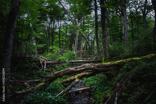stream and fallen logs in the forest