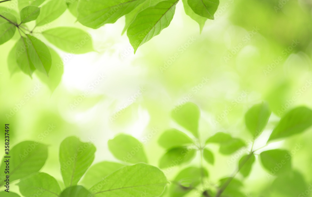 Closeup nature view of green leaf on blurred greenery background in garden with copy space using as background natural green plants landscape, ecology, fresh wallpaper concept. Closeup nature view of green leaf on blurred greenery background in garden with copy space using as background natural green plants landscape, ecology, fresh wallpaper concept.
