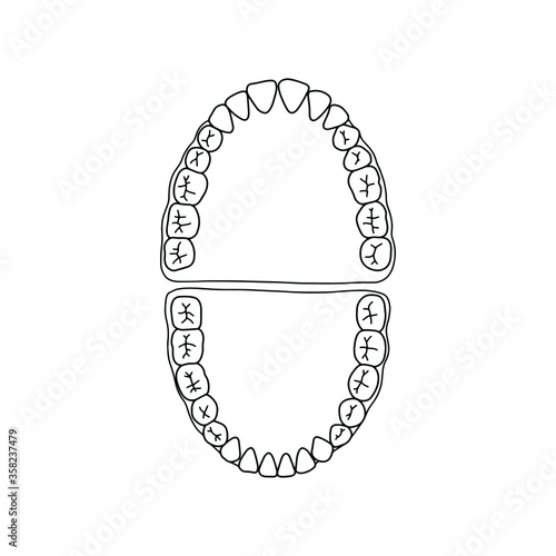 Human teeth, outline, anatomical, hand drawn illustration on white background. Top view. Vector Stock illustration.