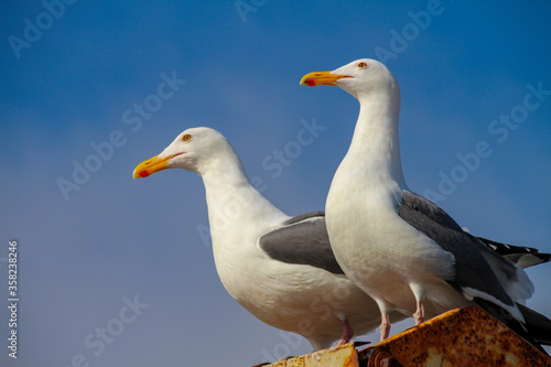 Two seagulls are standing on a rail