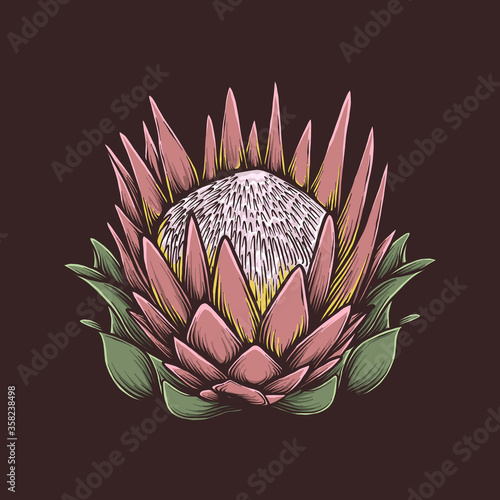 Hand drawing vintage protea flower vector illustration