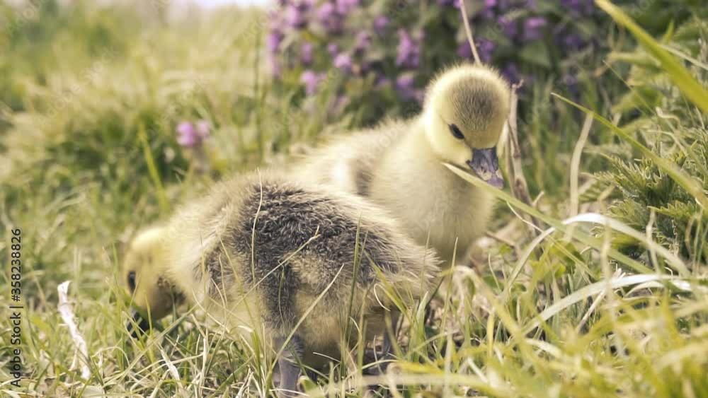 Cute gosling resting in a meadow grass. home farm Cute gosling resting in a meadow grass. home farm